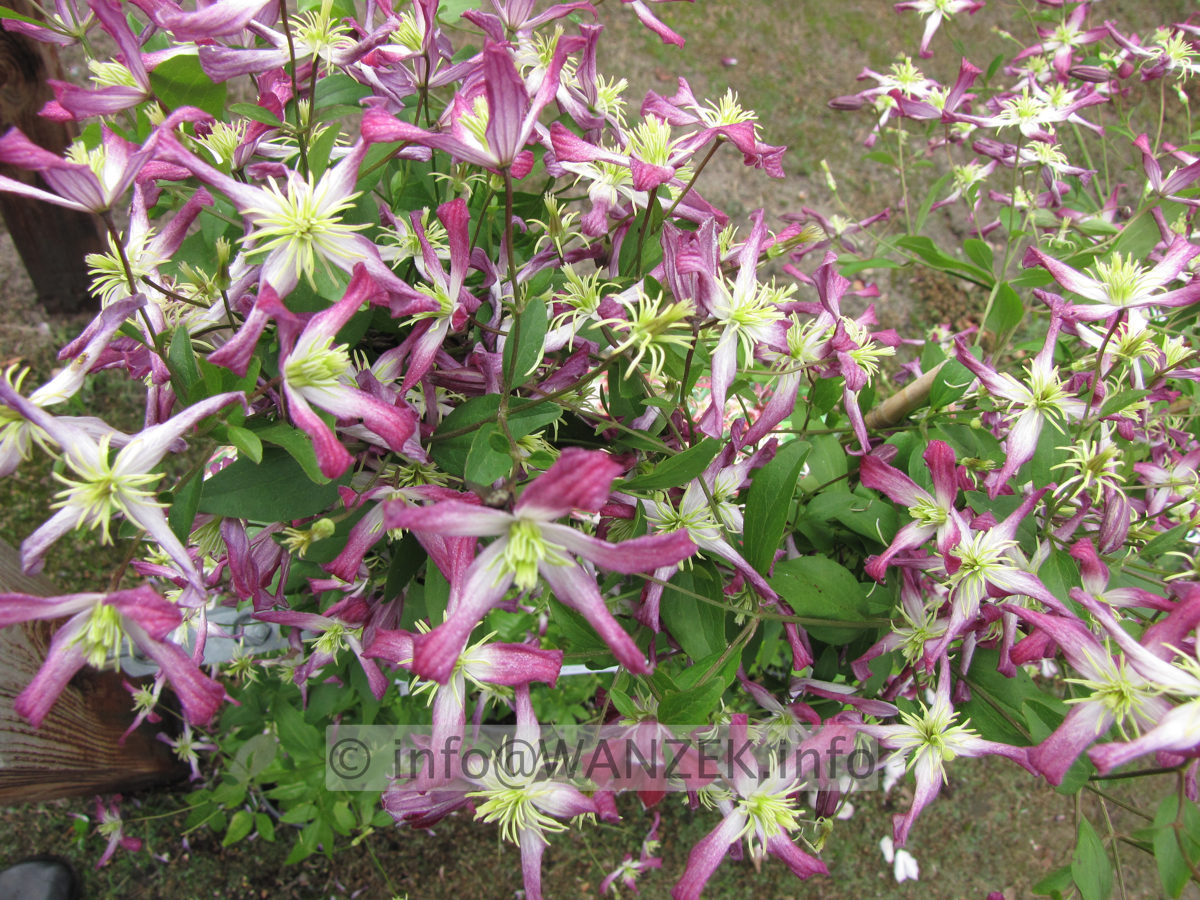 Clematis triternata Rubromarginata 01.JPG